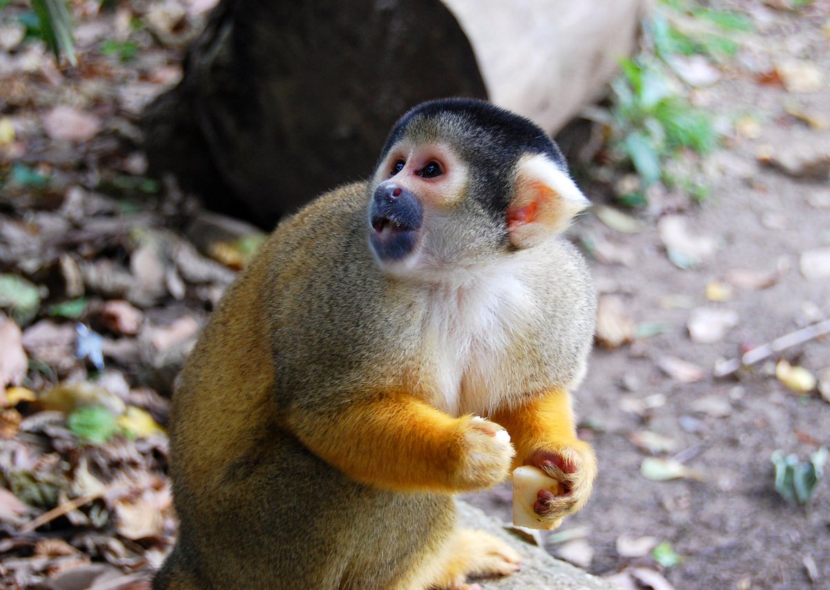 Monkey D Luffy In Demon Slayer Explained For Curious Anime Fans